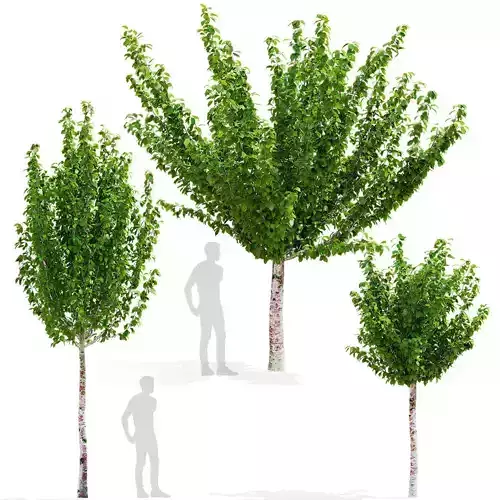 Prunus sertulata Kanzan leaves