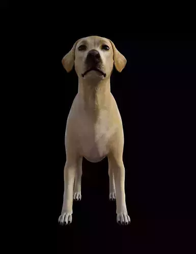 Labrador Dog