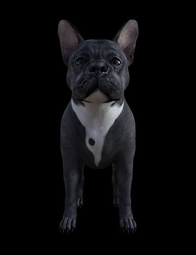 French BullDog - Dog Low-poly 3D model