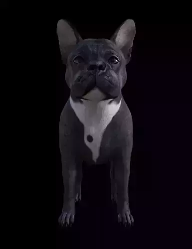French BullDog - Dog