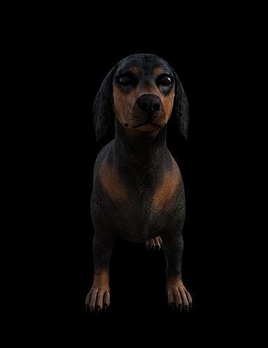 DachShund - Dog Low-poly 3D model
