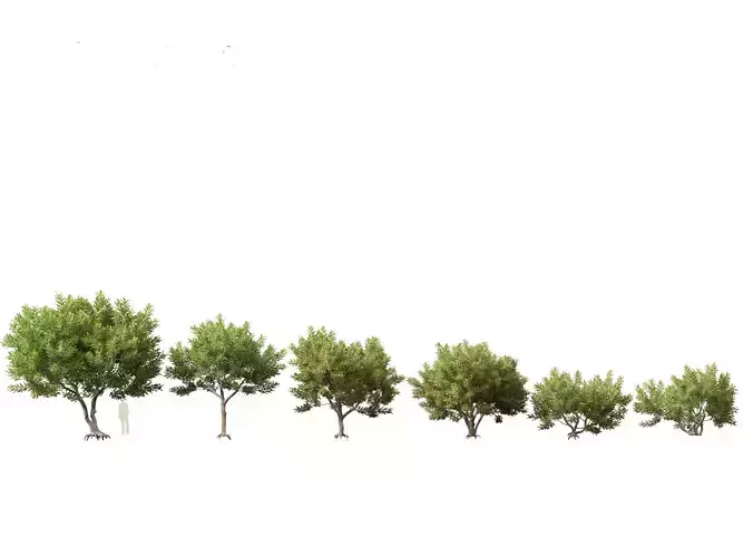 Schinus terebinthifolia - Brazilian peppertree