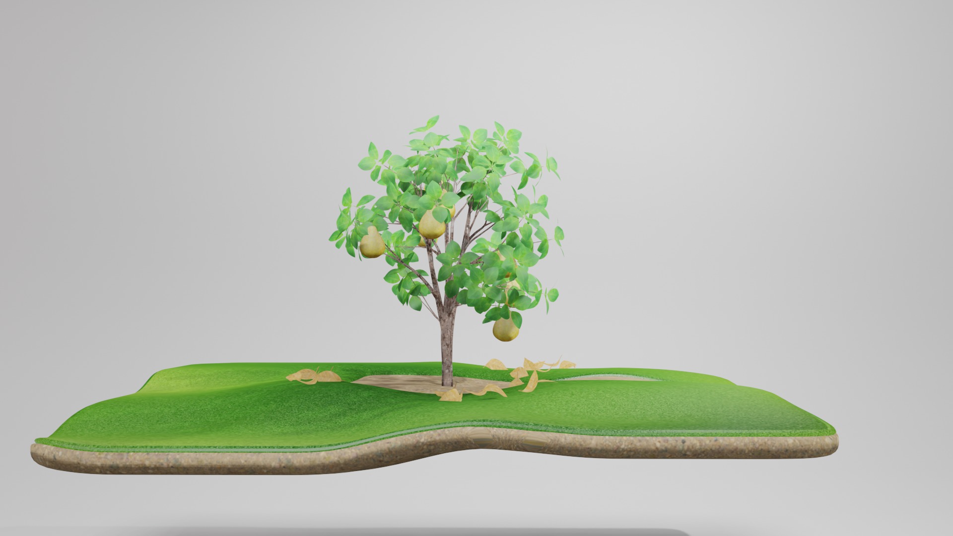 Pear Tree 3D model_1