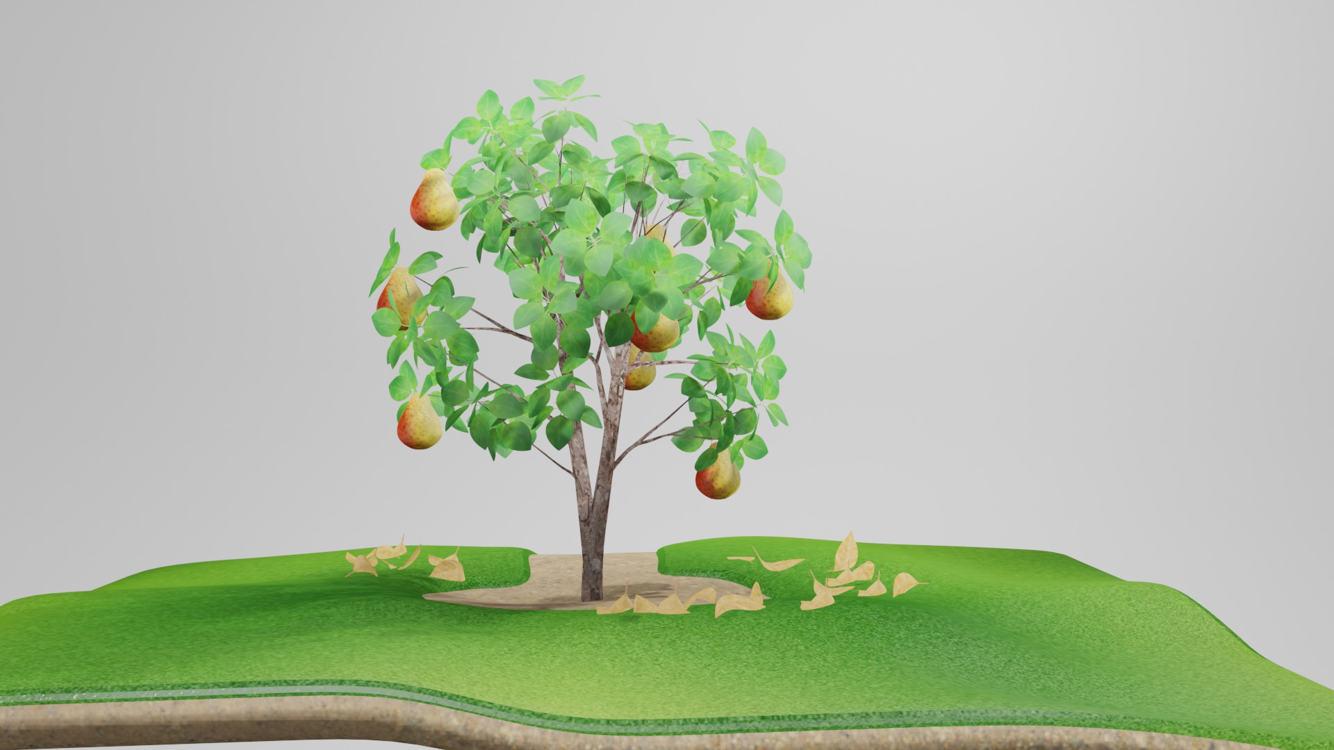 Pear Tree 3D model_2