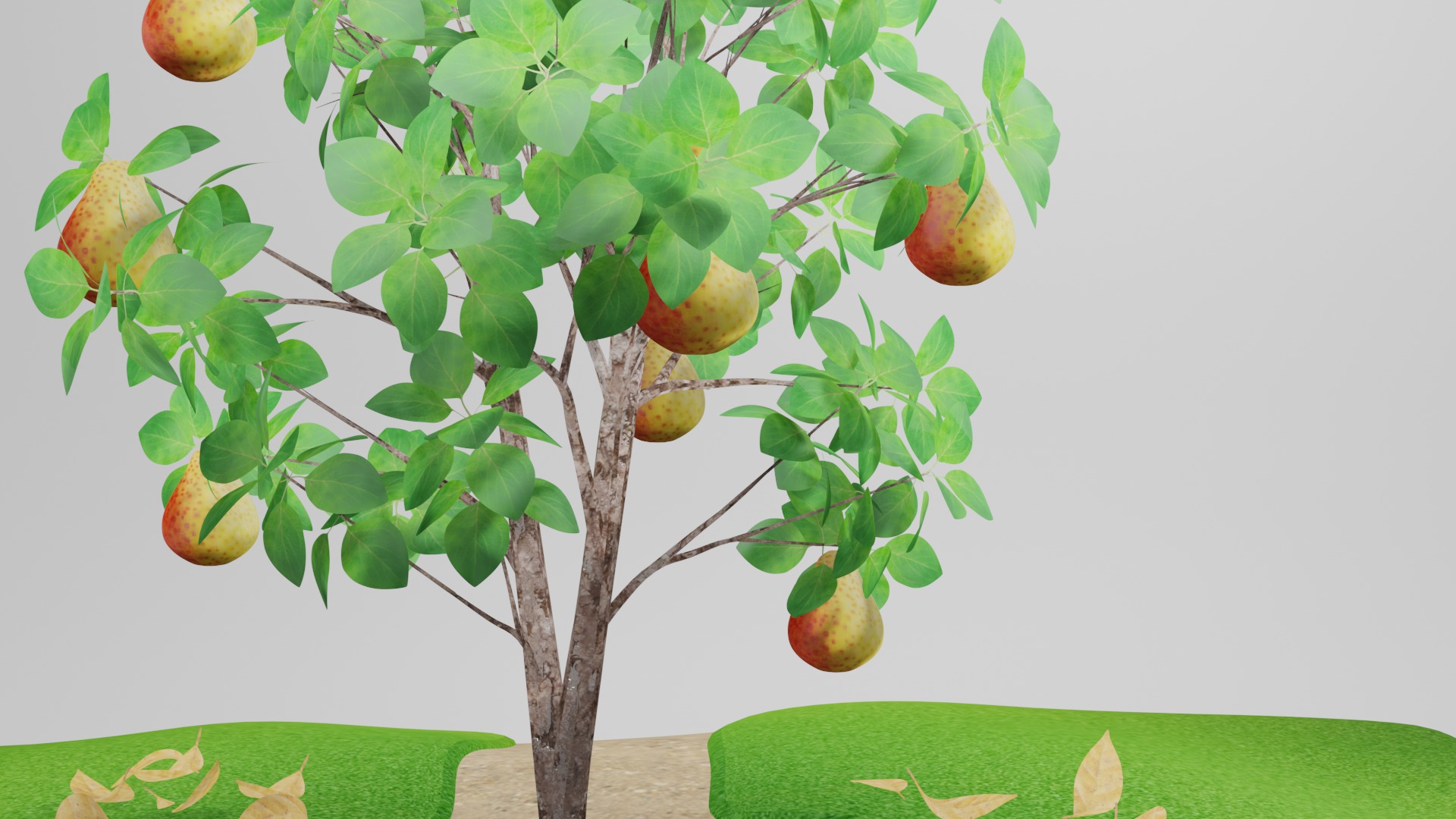 Pear Tree 3D model_3