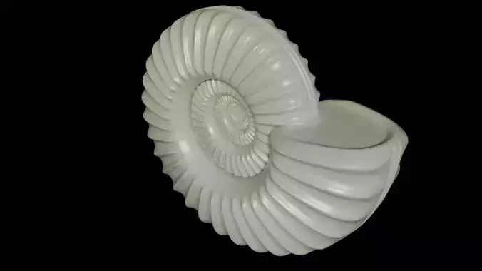 Sub evolute Ammonoid shell With Ventral Furrow 3D model