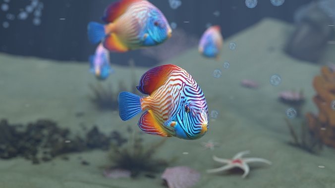 Marine Angelfish 3D model