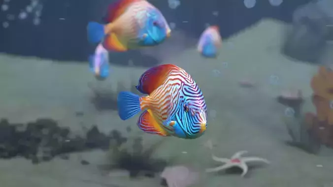 Marine Angelfish