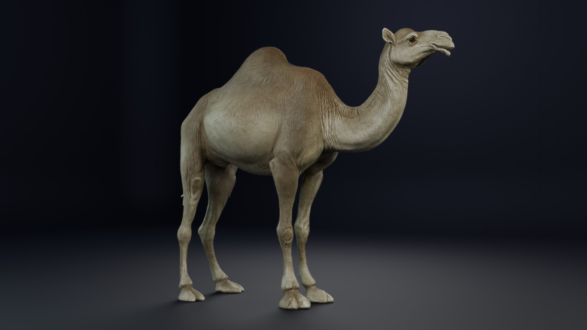 Dromedary Camel Low-poly 3D model_5