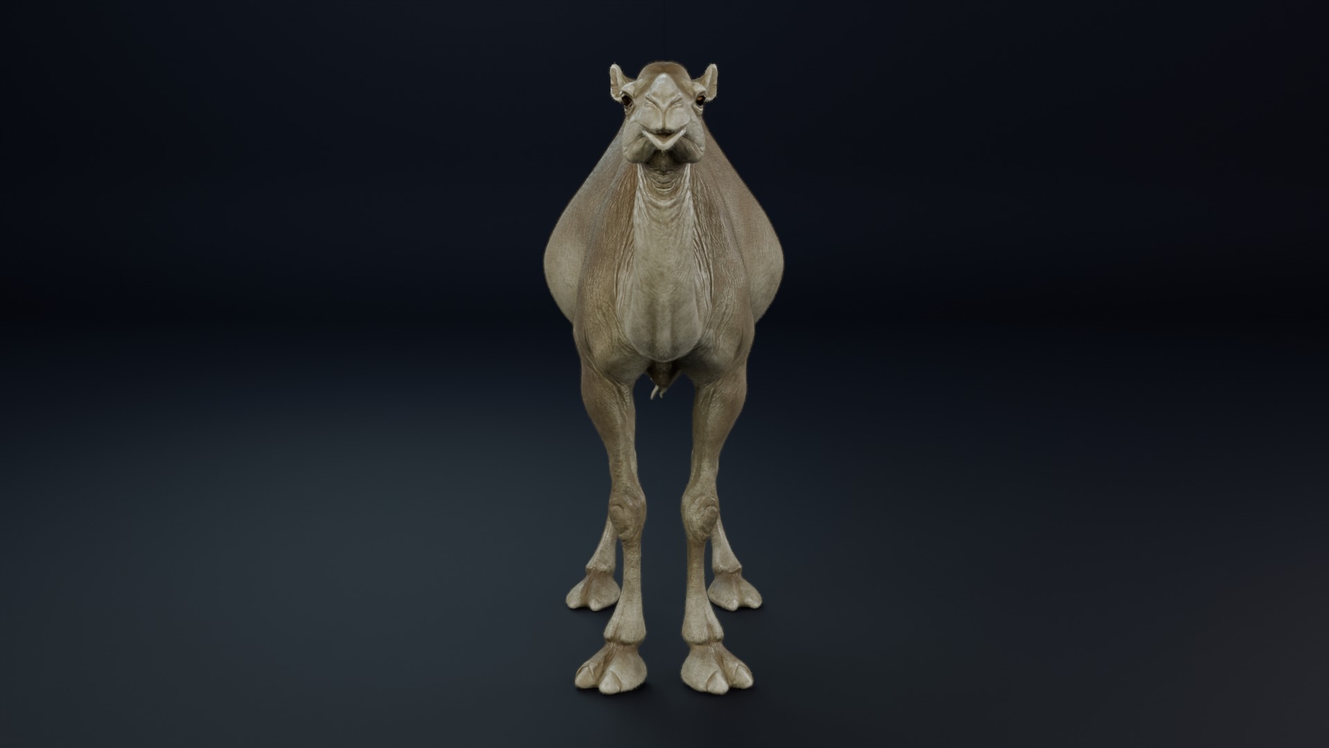 Dromedary Camel Low-poly 3D model_1