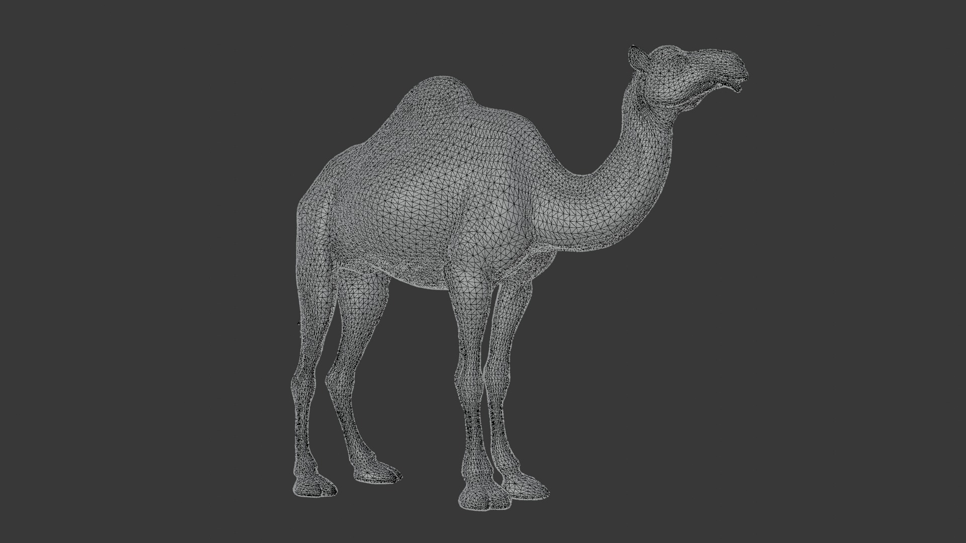 Dromedary Camel Low-poly 3D model_6