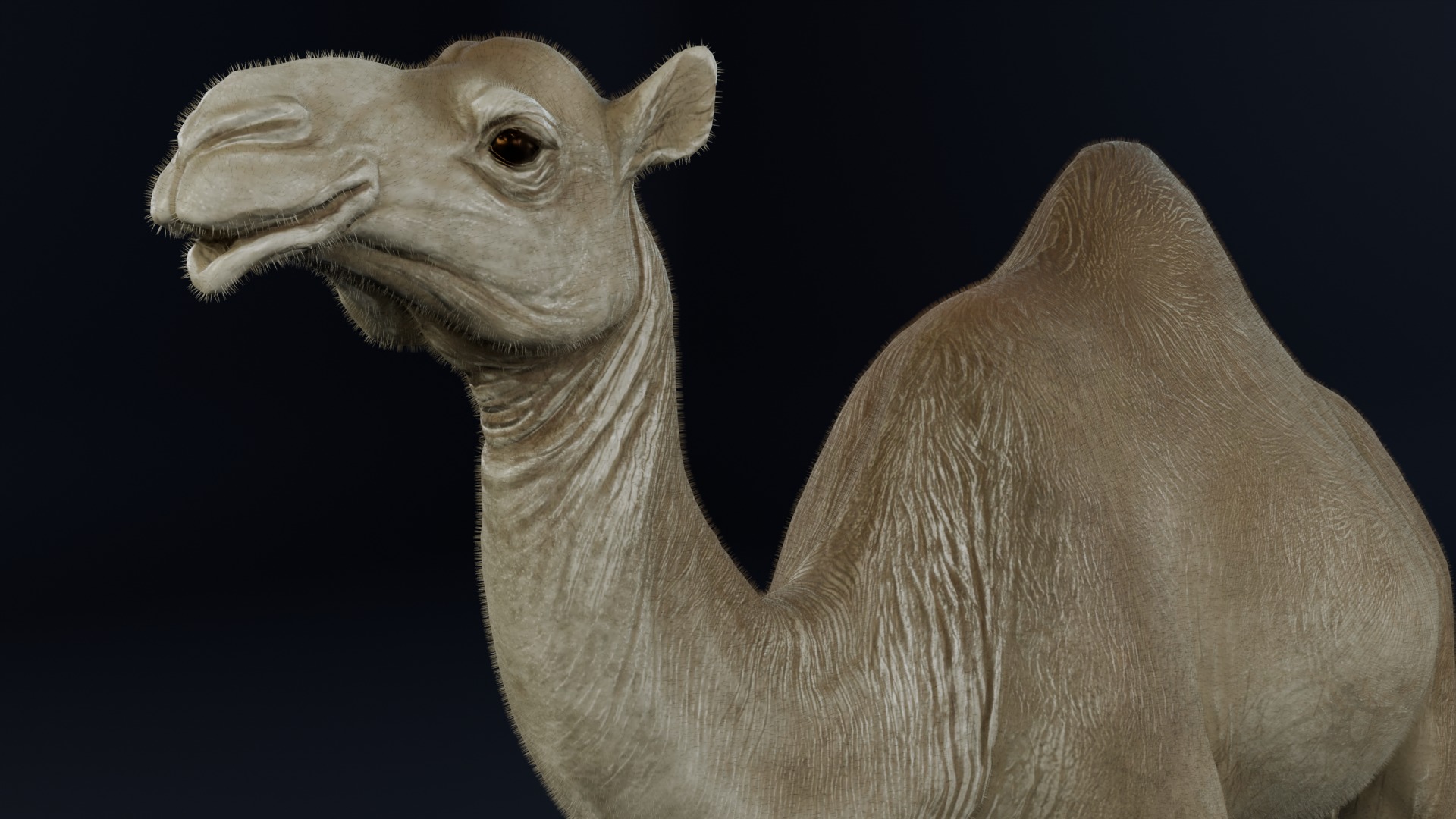 Dromedary Camel Low-poly 3D model_4