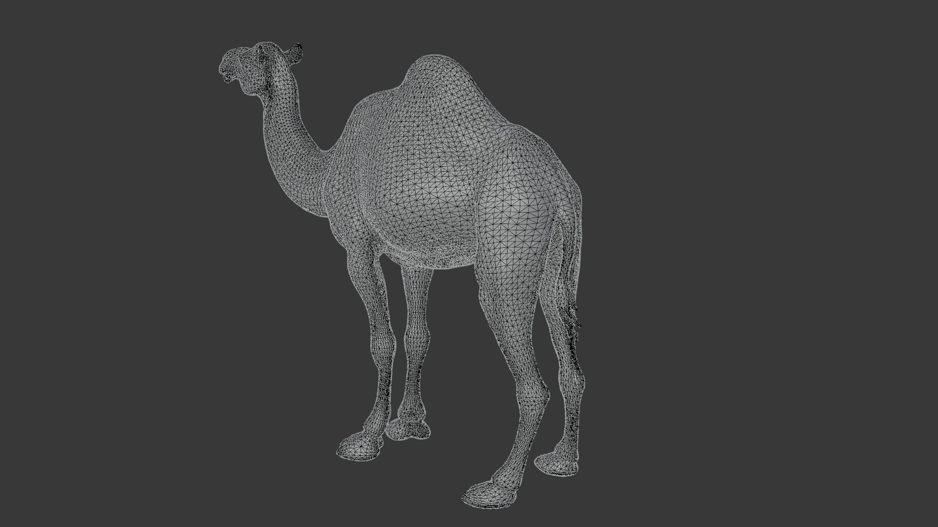 Dromedary Camel Low-poly 3D model_8
