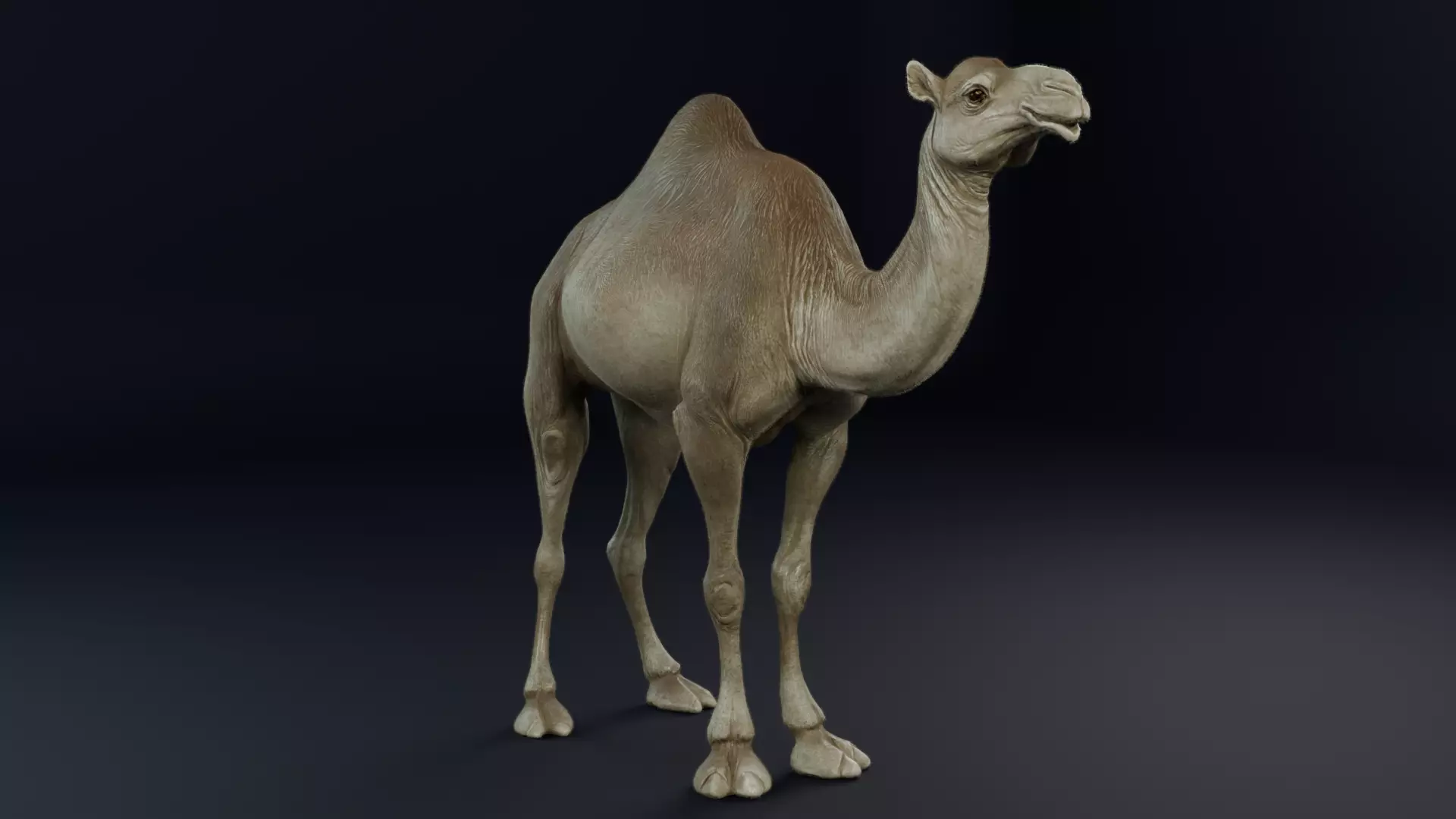 Dromedary Camel Low-poly 3D model_0