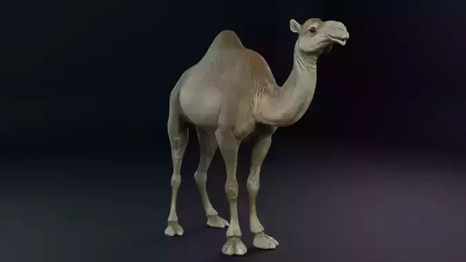 Dromedary Camel