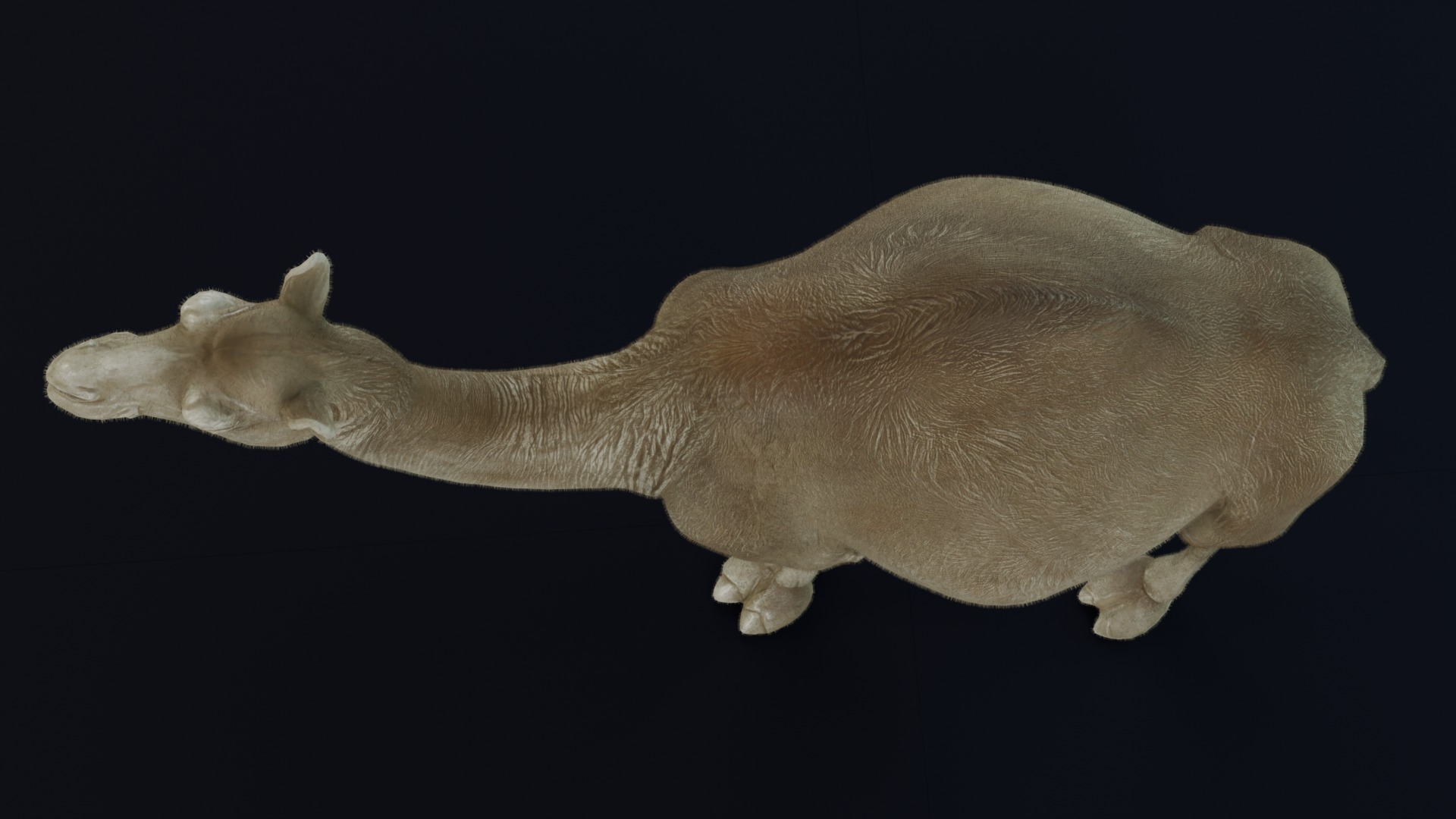 Dromedary Camel Low-poly 3D model_3