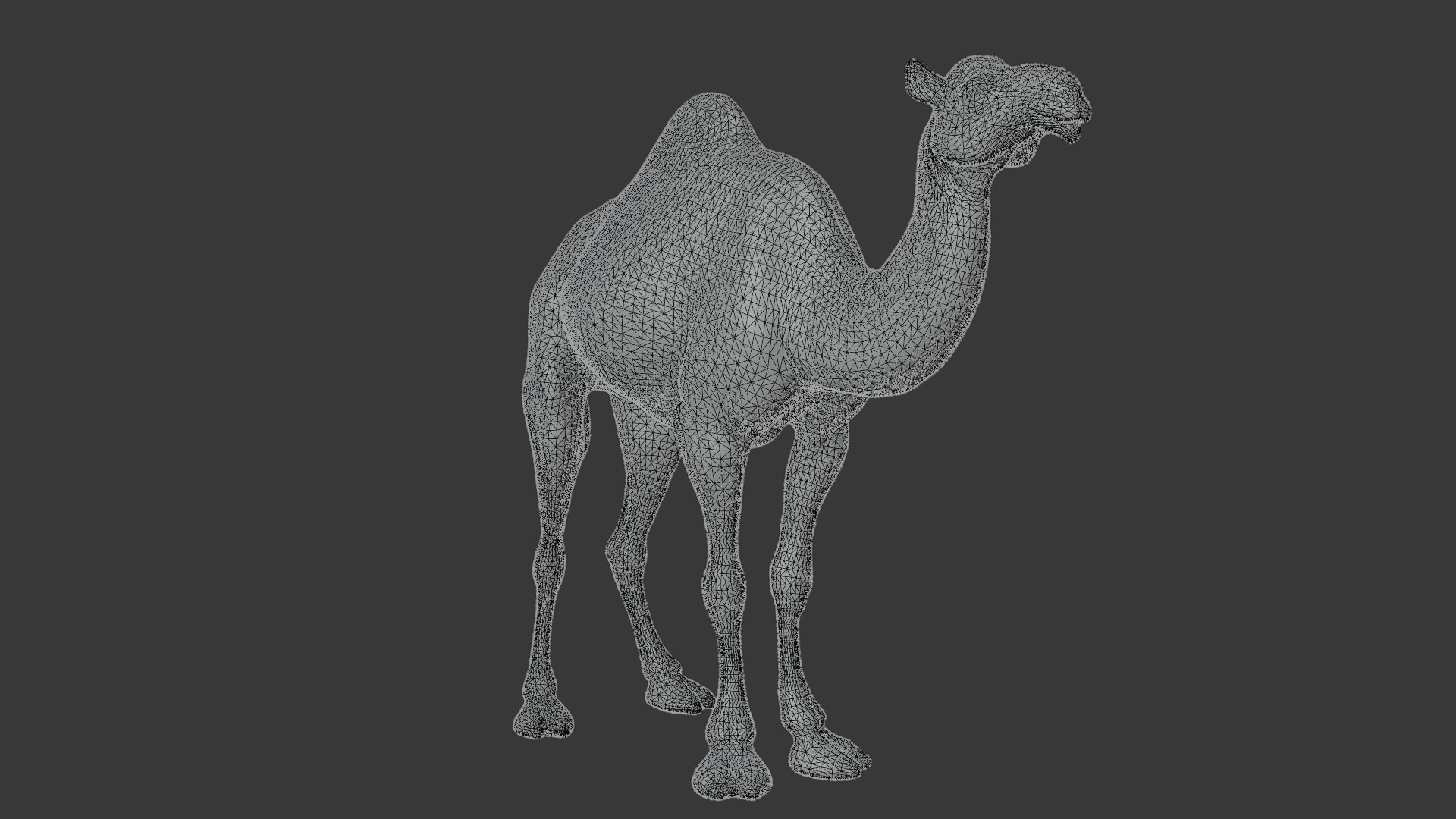 Dromedary Camel Low-poly 3D model_11