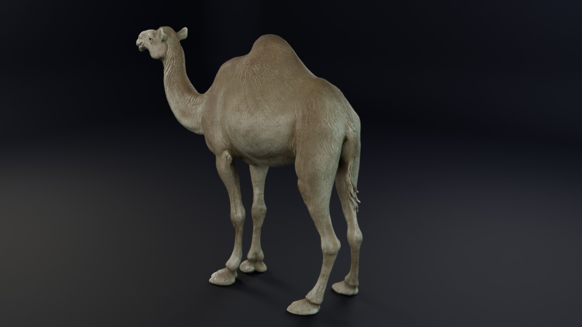 Dromedary Camel Low-poly 3D model_2