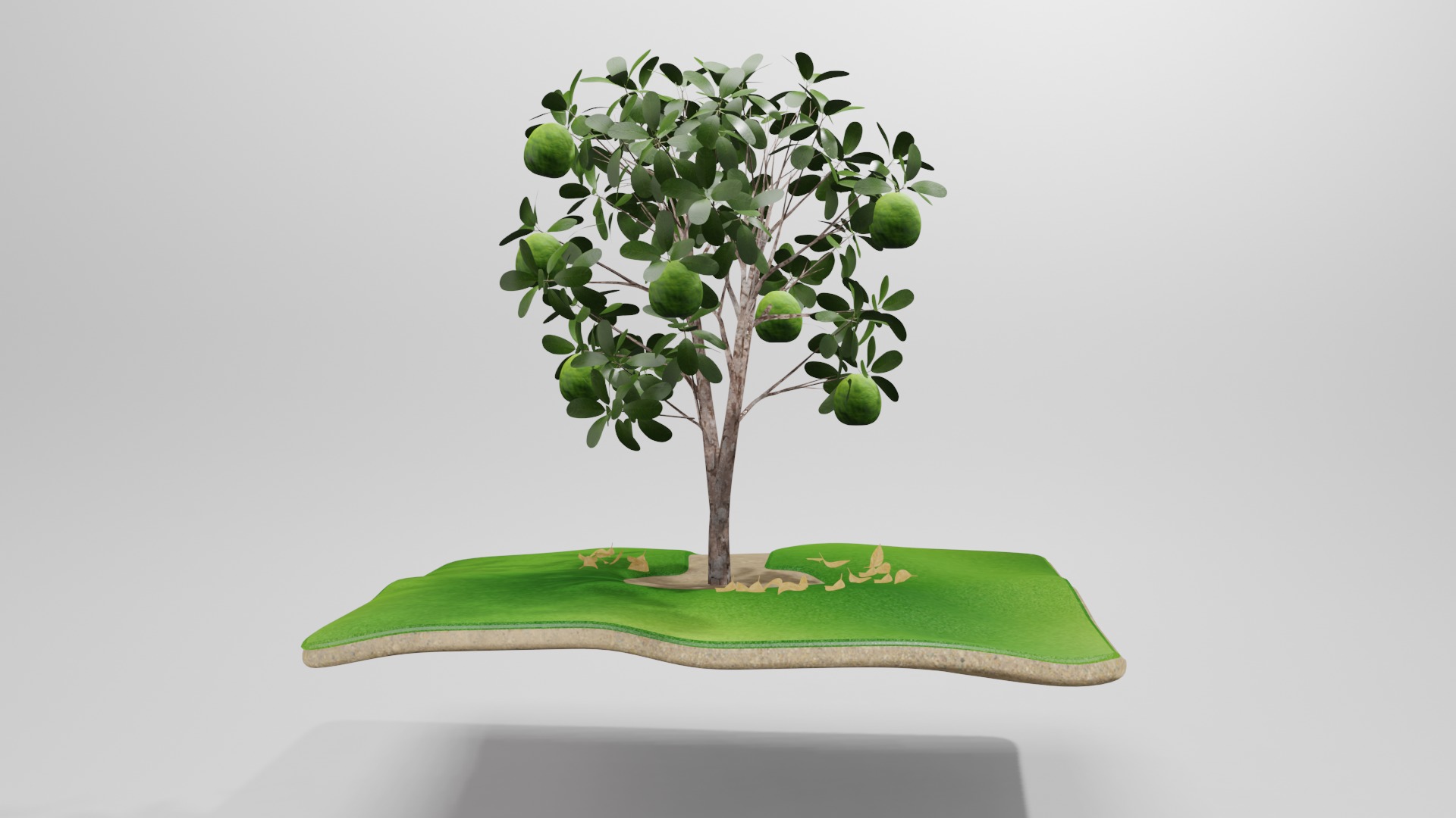 Guava tree 3D model_2