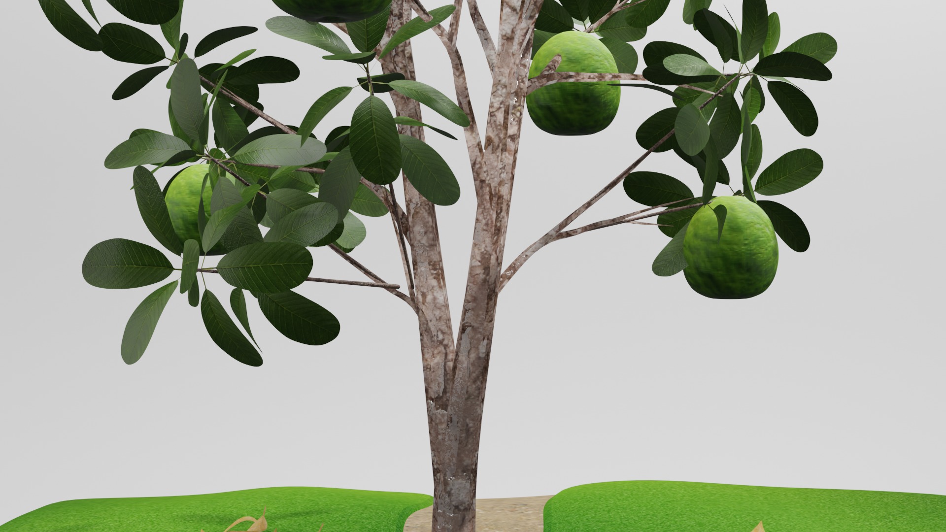 Guava tree 3D model_3