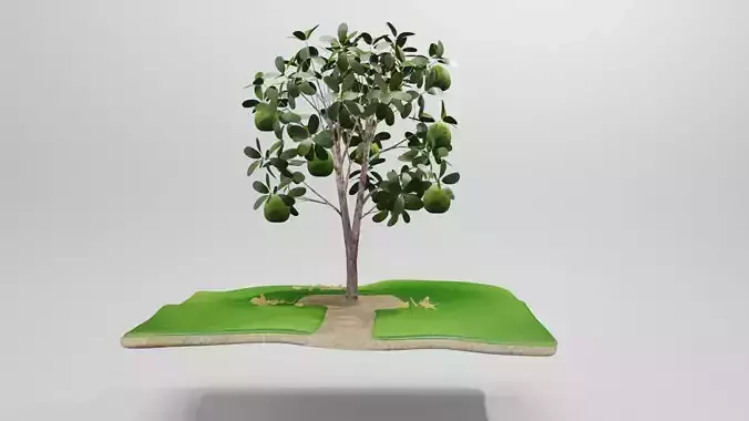 Guava tree 3D model