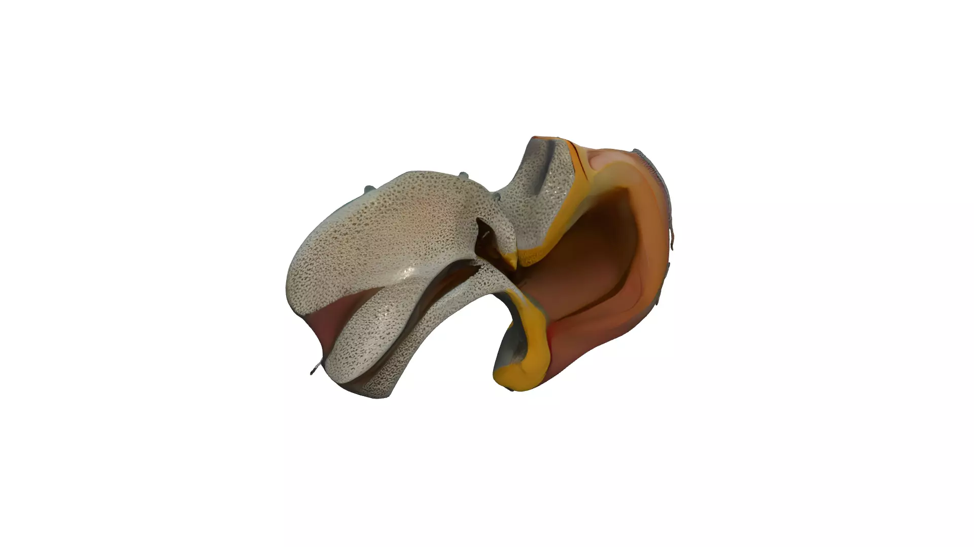 Ear anatomy 3D model_2