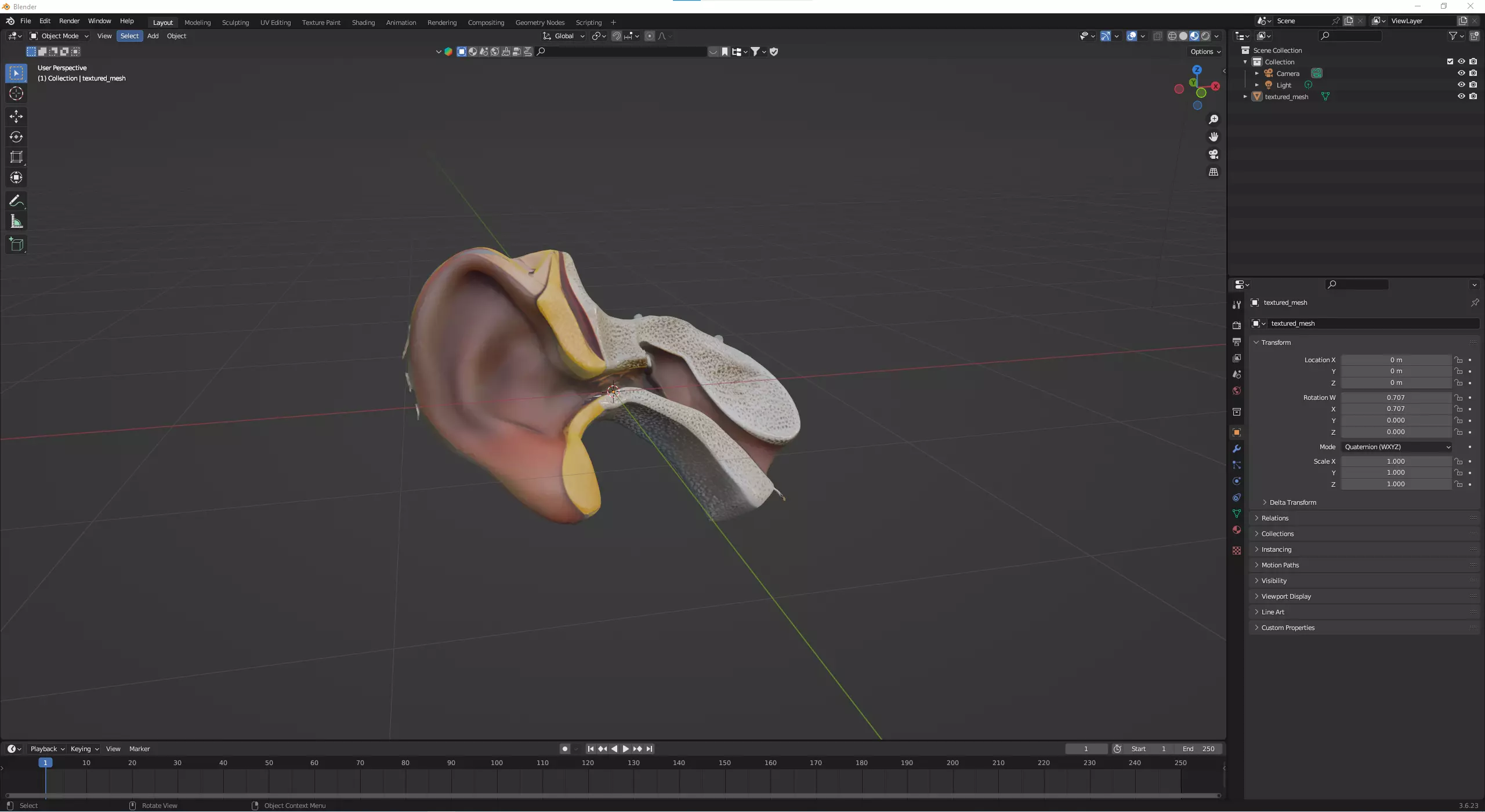 Ear anatomy 3D model_0