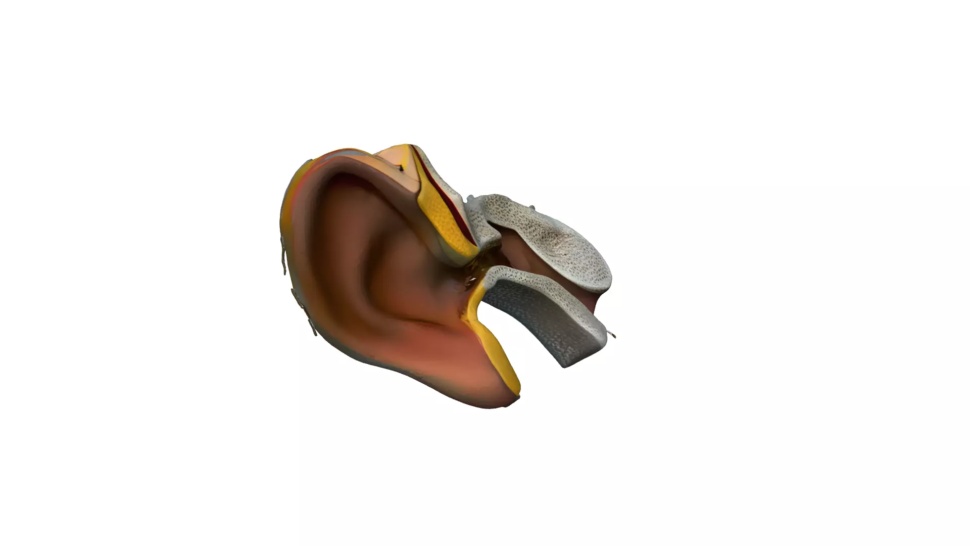 Ear anatomy 3D model_3