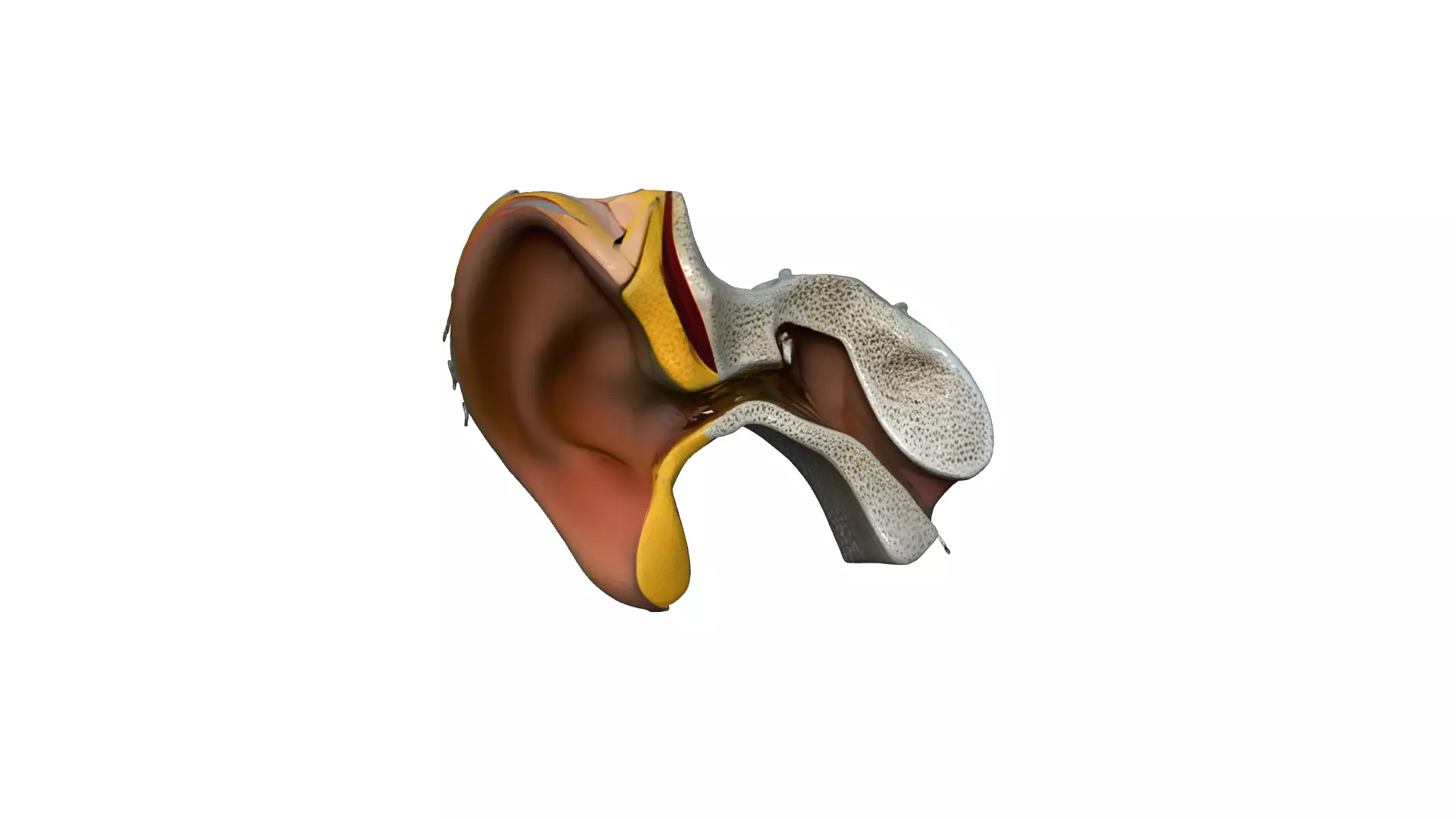 Ear anatomy 3D model_1