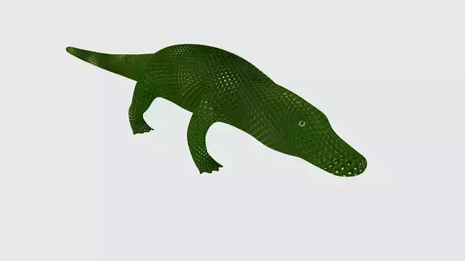 Alligator