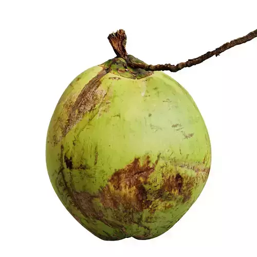 Coconut 02 Low-poly 3D model