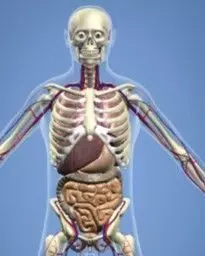 Male anatomy rigged blender Free 3D model_0