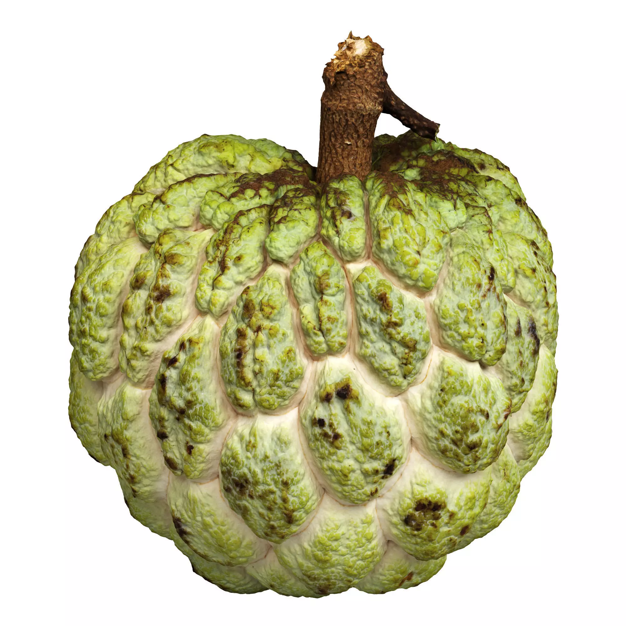 Custard Apple Low-poly 3D model_0