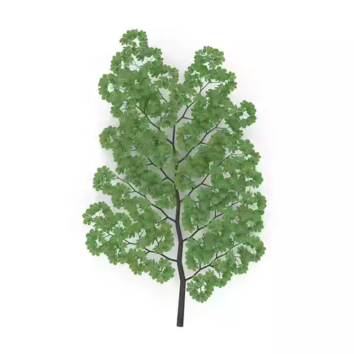 Horsechestnut Branch V4