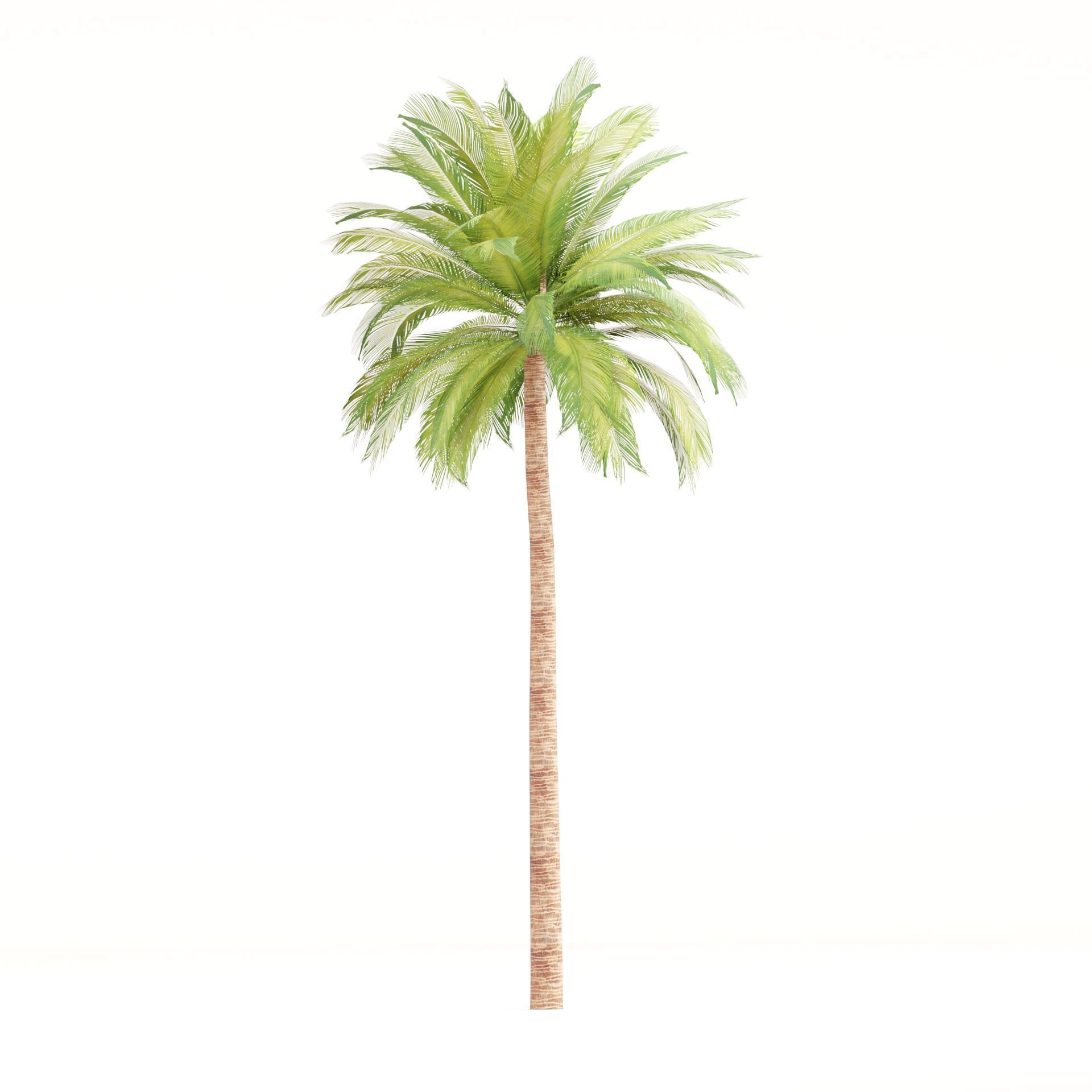 Low Poly Palm 3d Trees Collection Vol 280 Low-poly 3D model_5