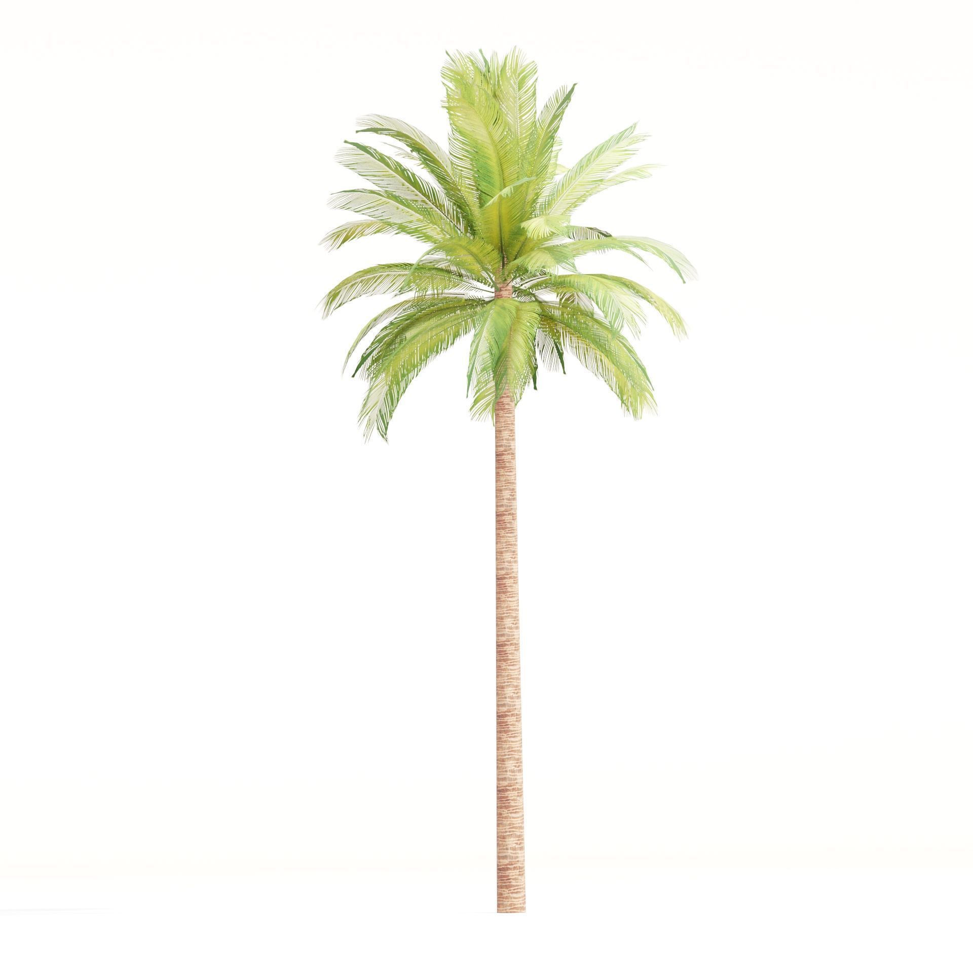 Low Poly Palm 3d Trees Collection Vol 280 Low-poly 3D model_6