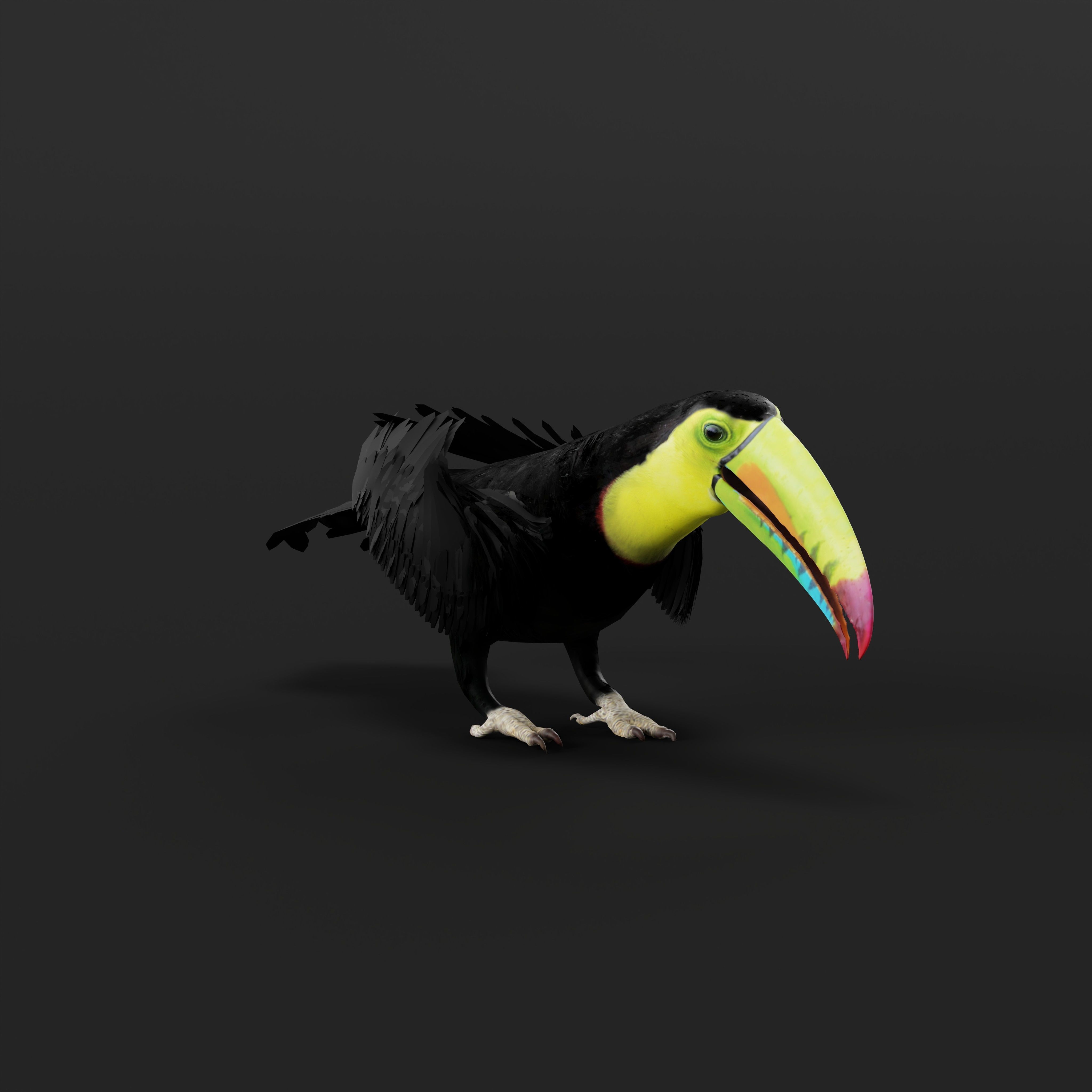 Toucan Bird Low-poly 3D model_45