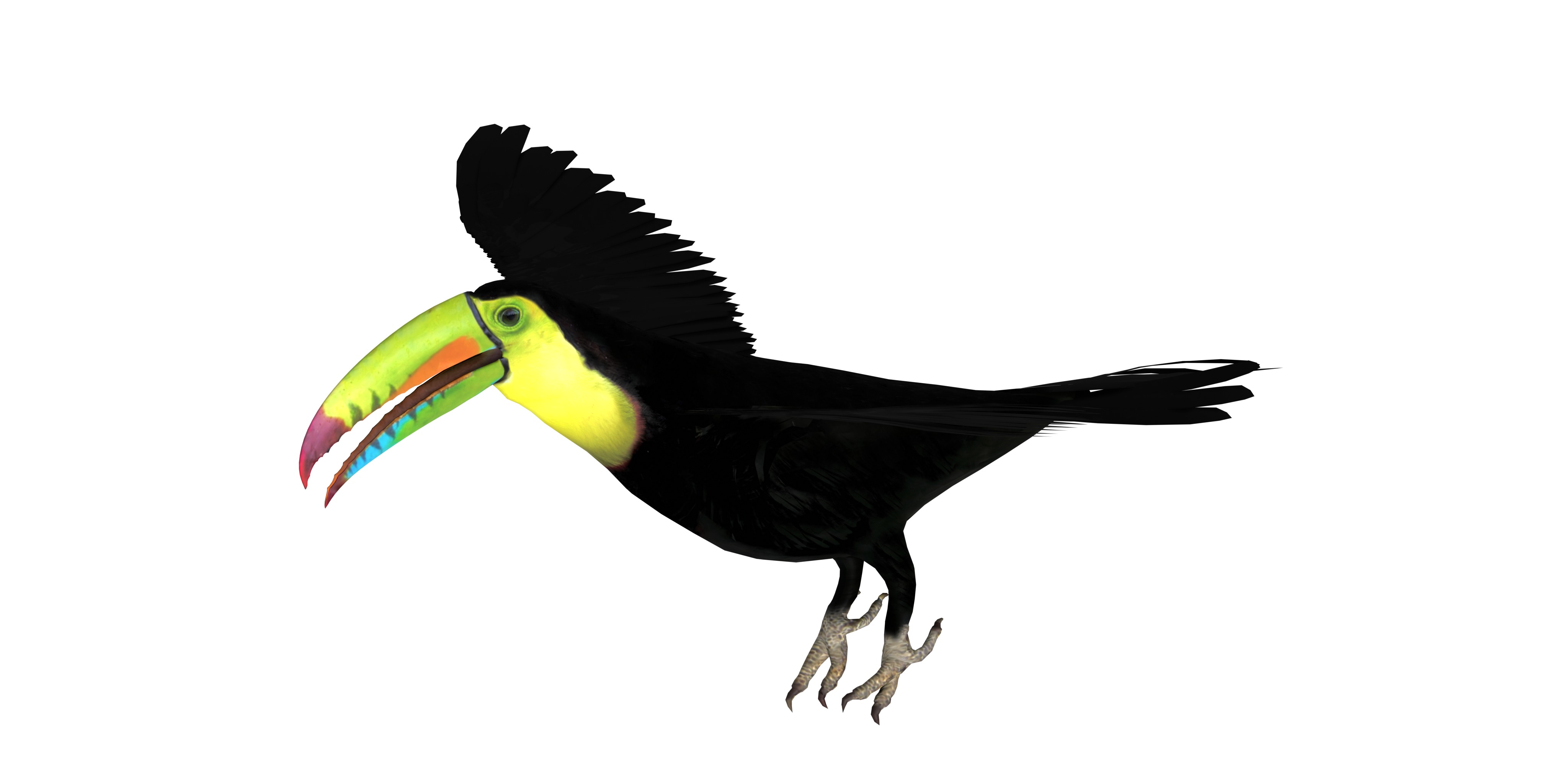 Toucan Bird Low-poly 3D model_2