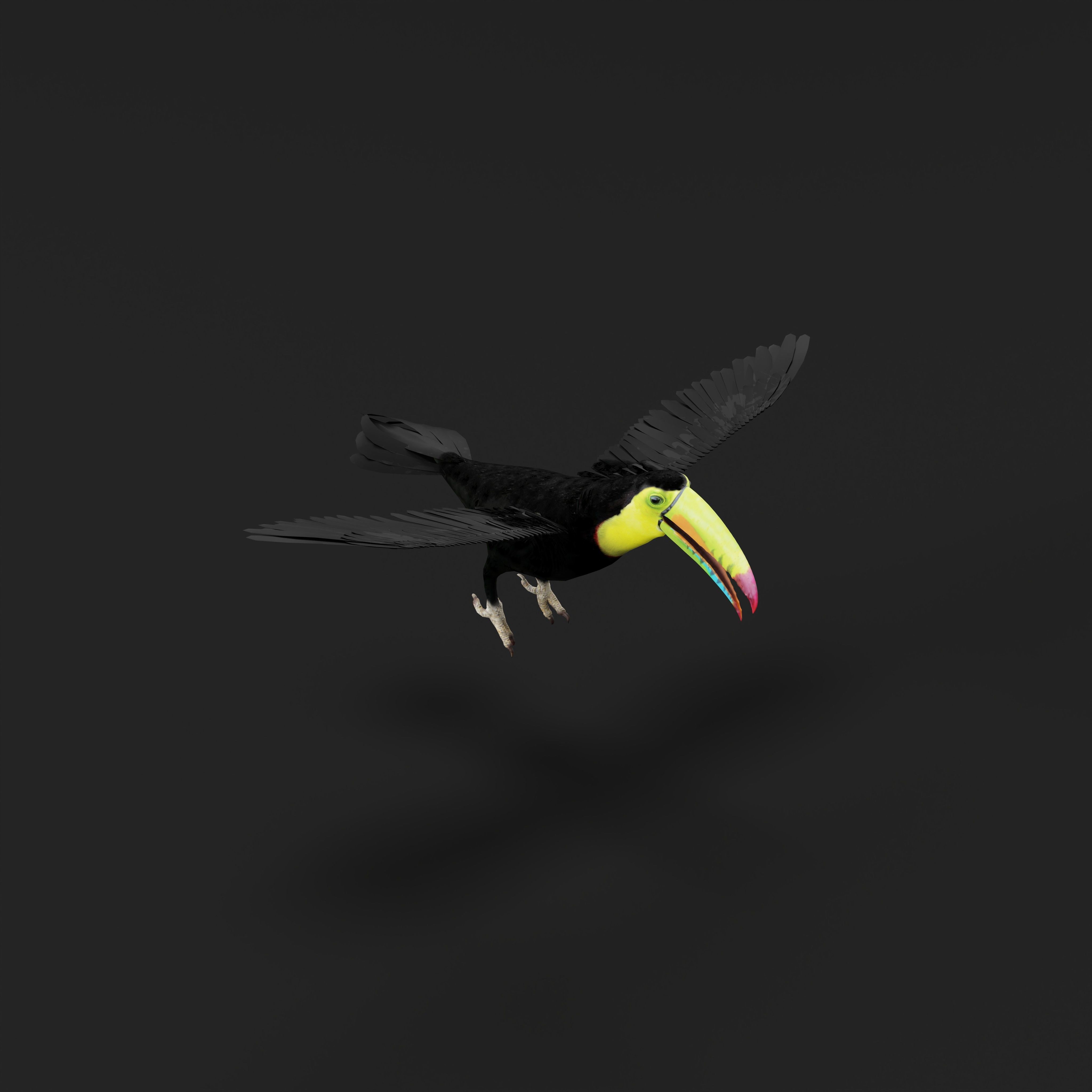 Toucan Bird Low-poly 3D model_41