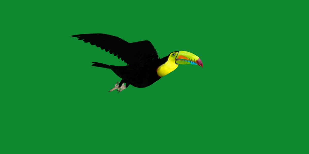 Toucan Bird Low-poly 3D model_35