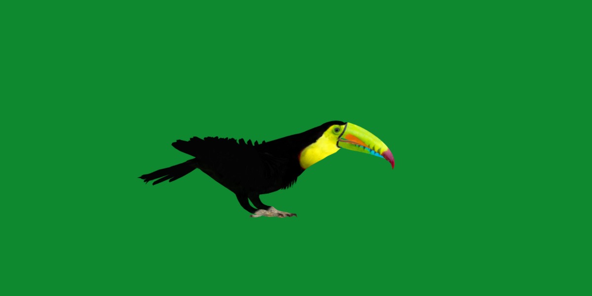 Toucan Bird Low-poly 3D model_34