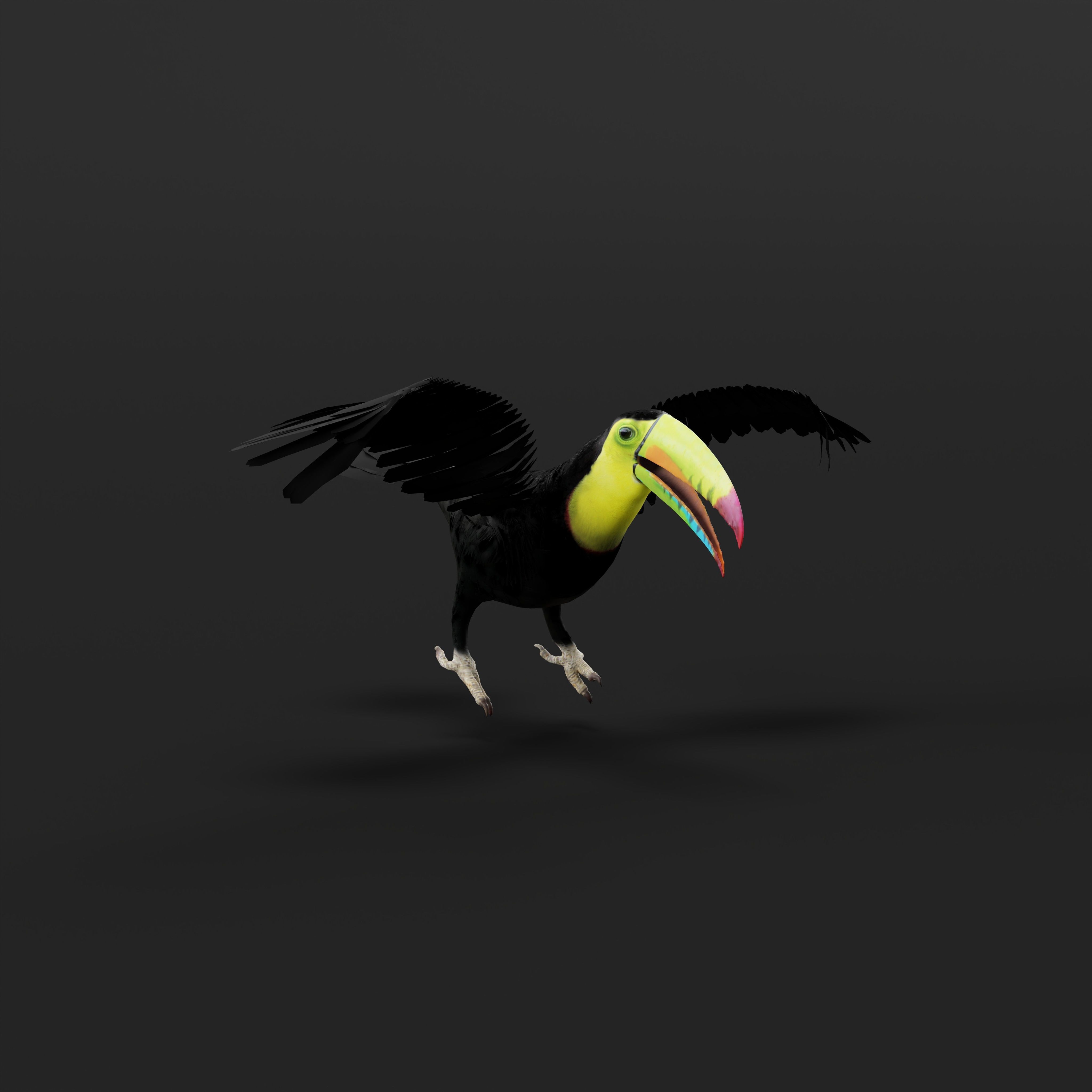 Toucan Bird Low-poly 3D model_39