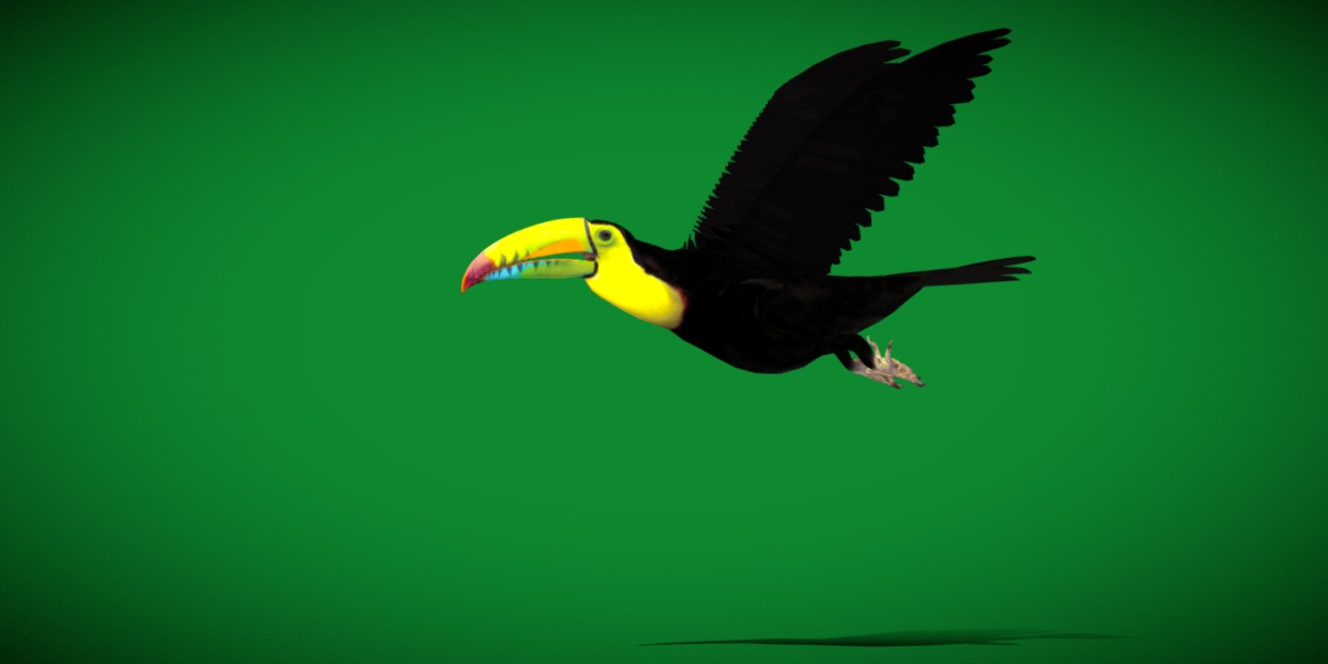 Toucan Bird Low-poly 3D model_33