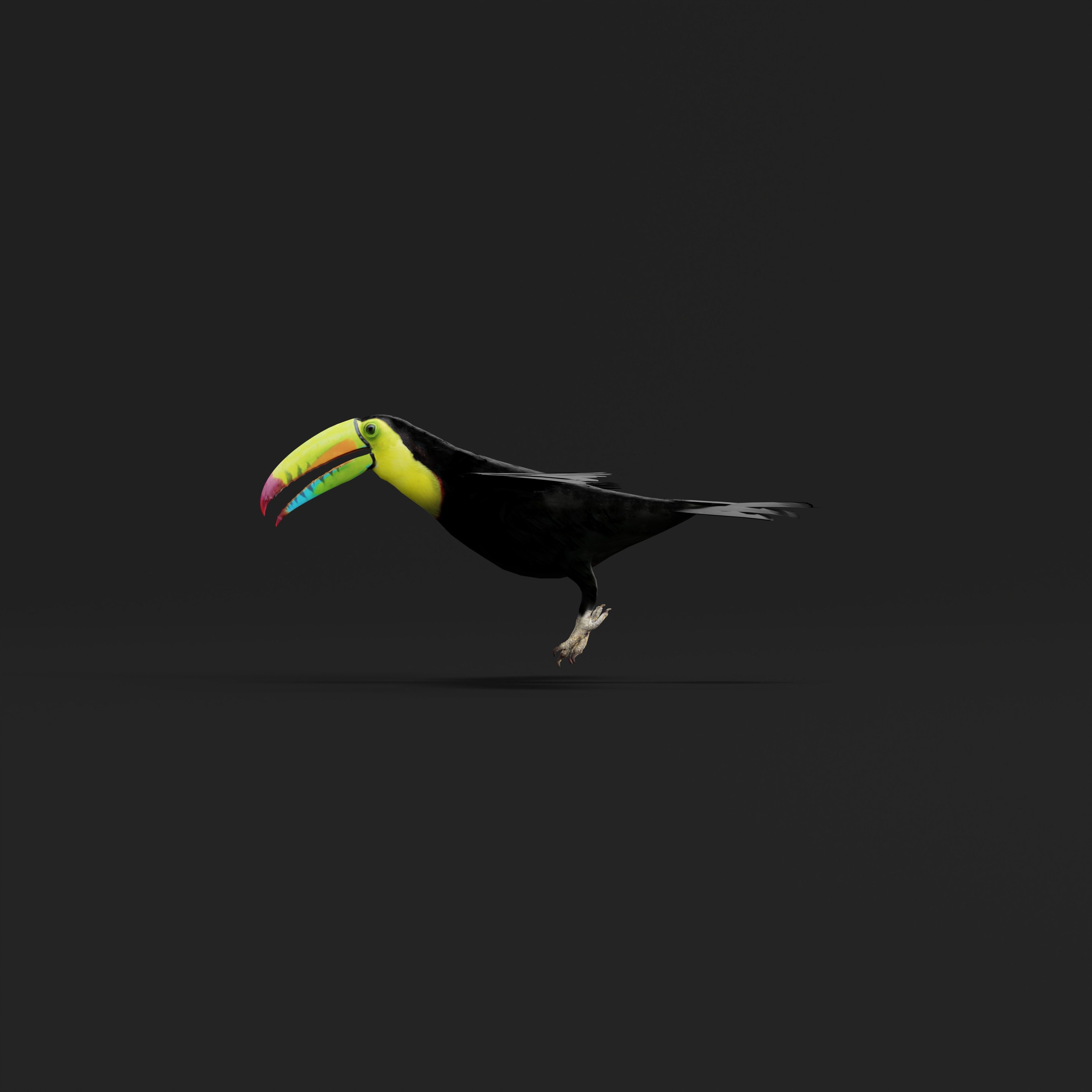 Toucan Bird Low-poly 3D model_43