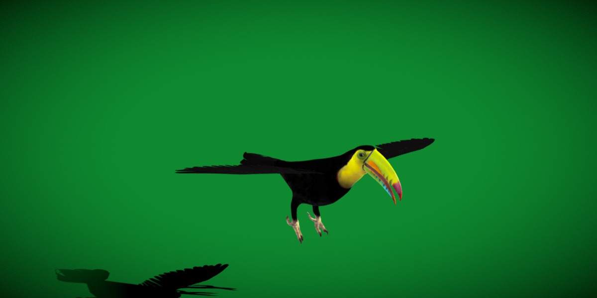 Toucan Bird Low-poly 3D model_18