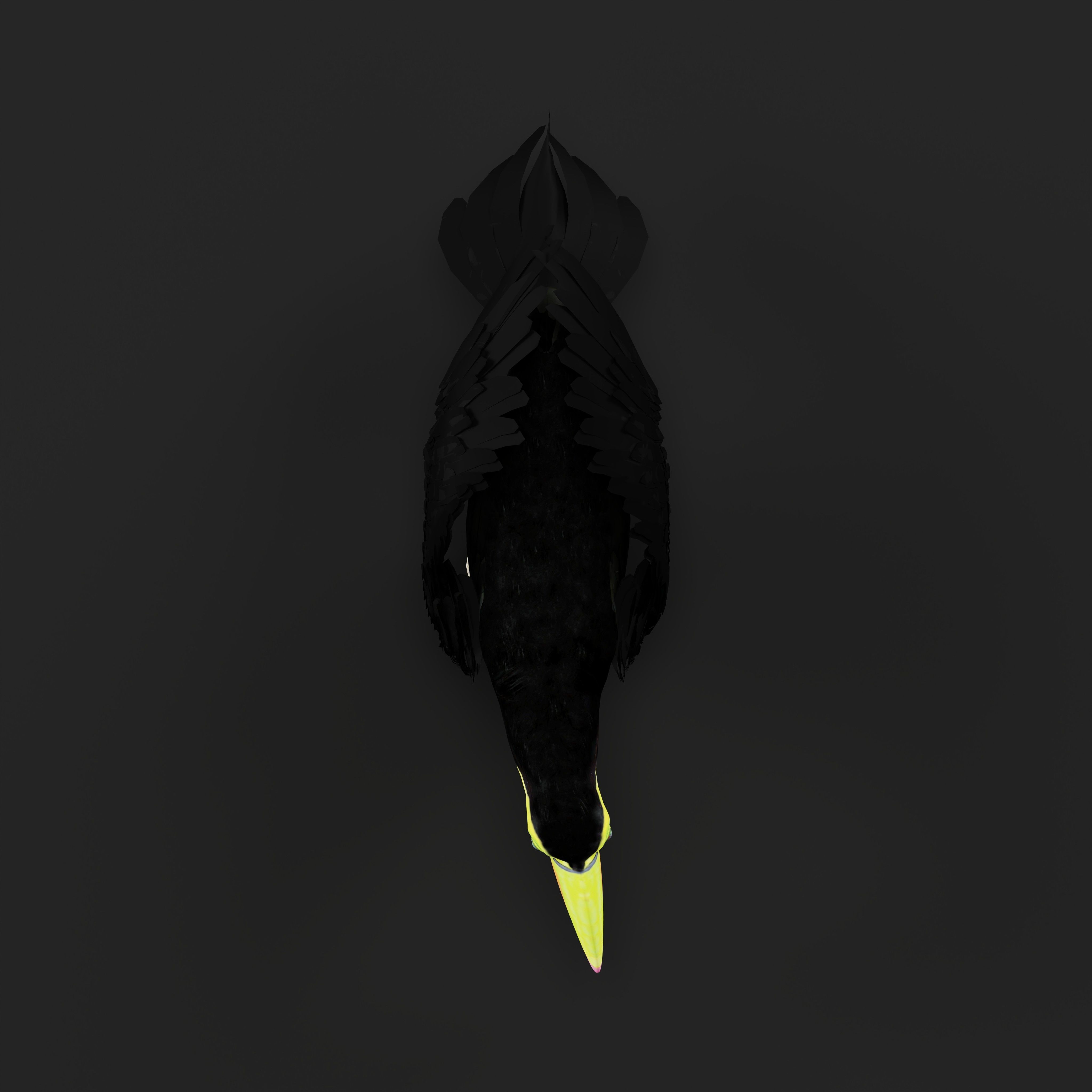 Toucan Bird Low-poly 3D model_47