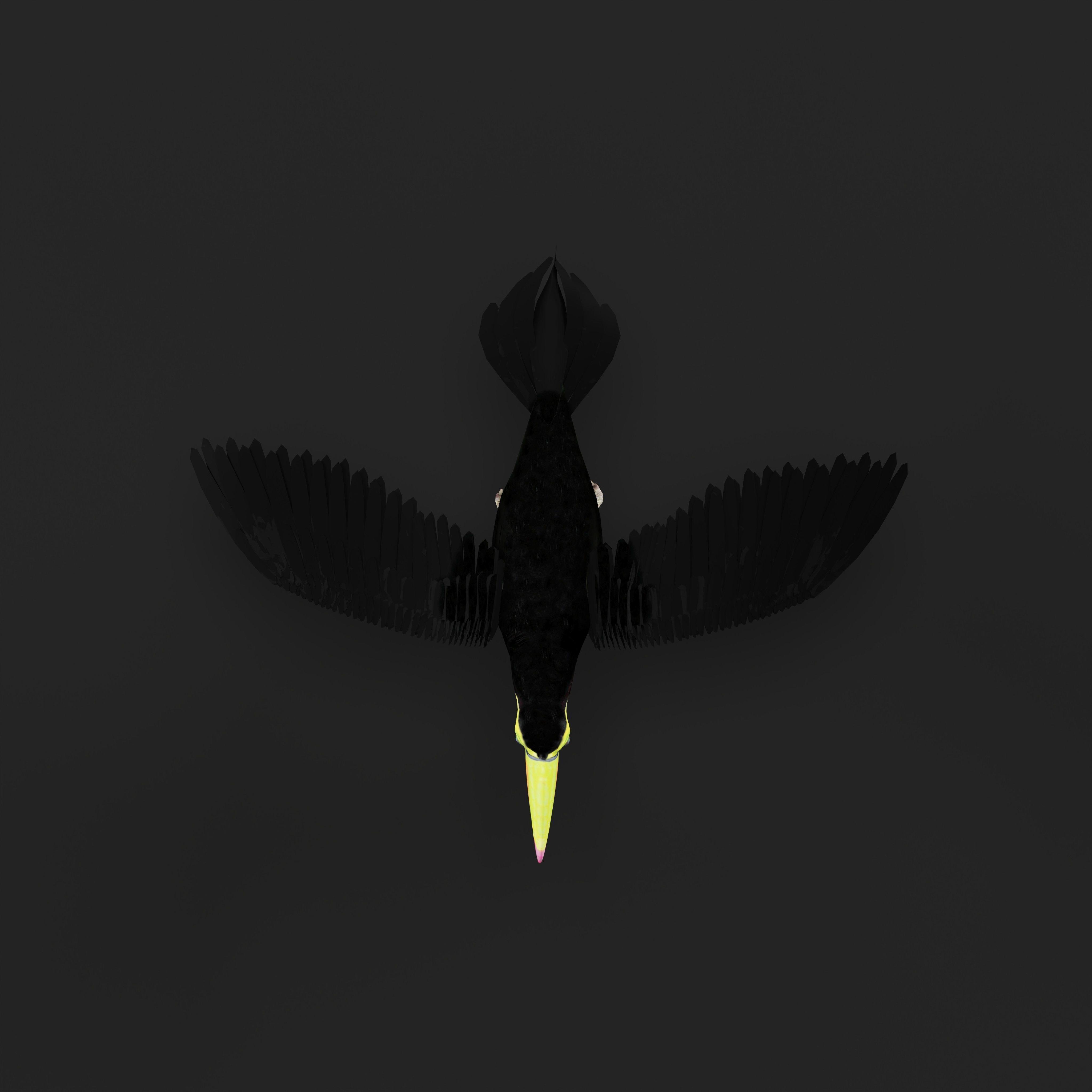 Toucan Bird Low-poly 3D model_42