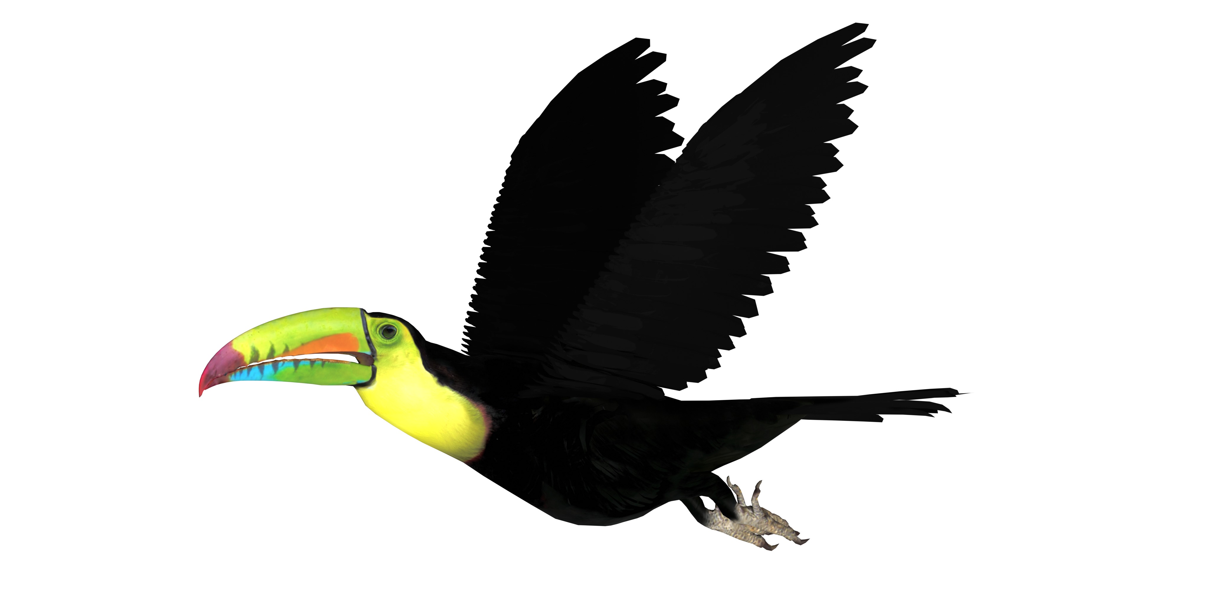 Toucan Bird Low-poly 3D model_5