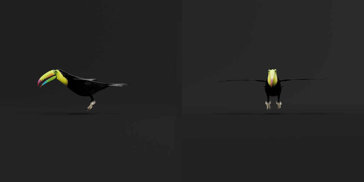 Toucan Bird Low-poly 3D model_24
