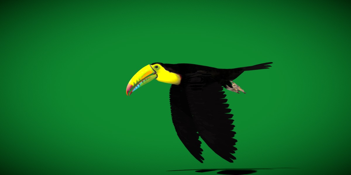 Toucan Bird Low-poly 3D model_32